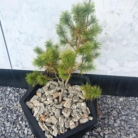 בקתה Goralska Domina Premium *